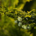 IMGP7264