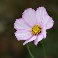 IMGP9341.jpg