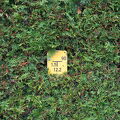 IMGP0037