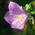 IMS00599