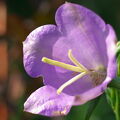 IMS00584