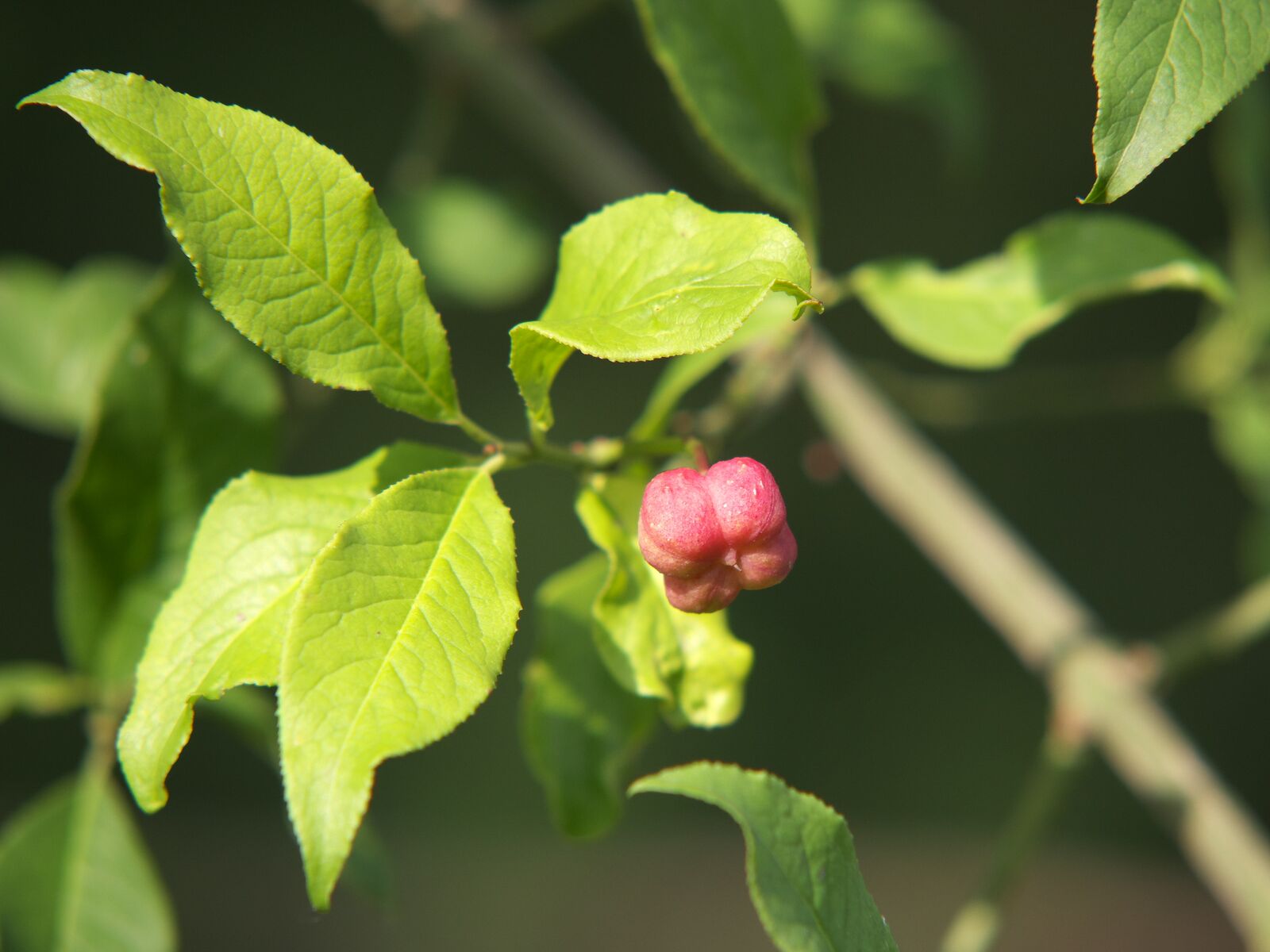 IMT00807.jpg