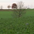 IMT03960.jpg