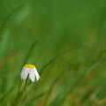 IMS03099