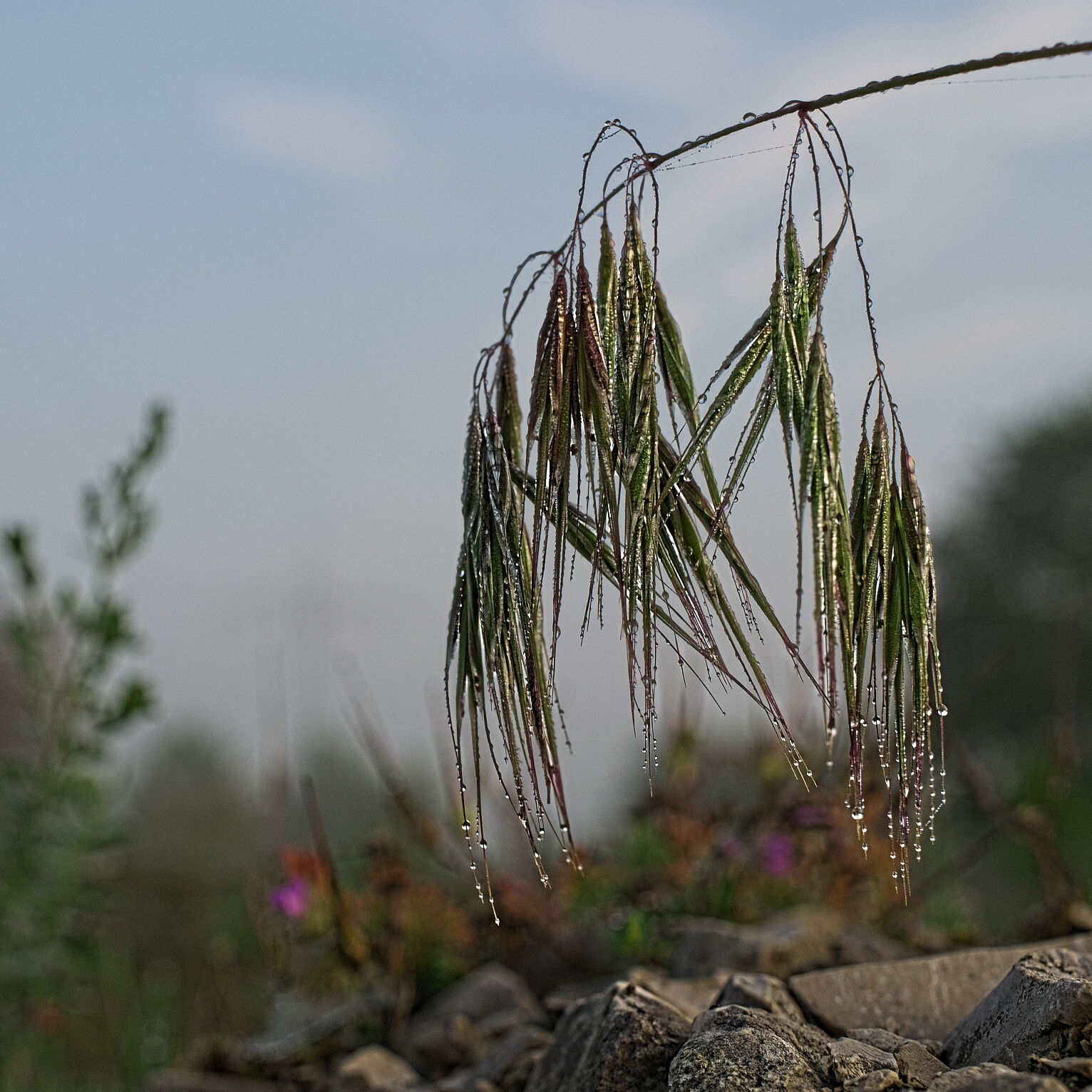 IMGP9861