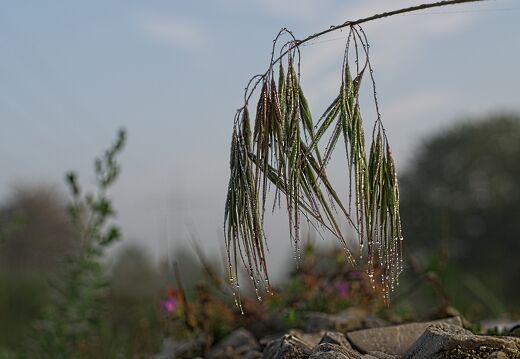 IMGP9861