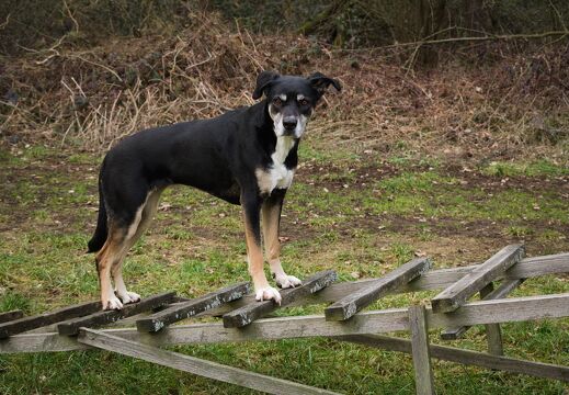 Gassi 08.02.2020
