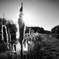 DSCF1106.jpg