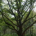 DSCF8656