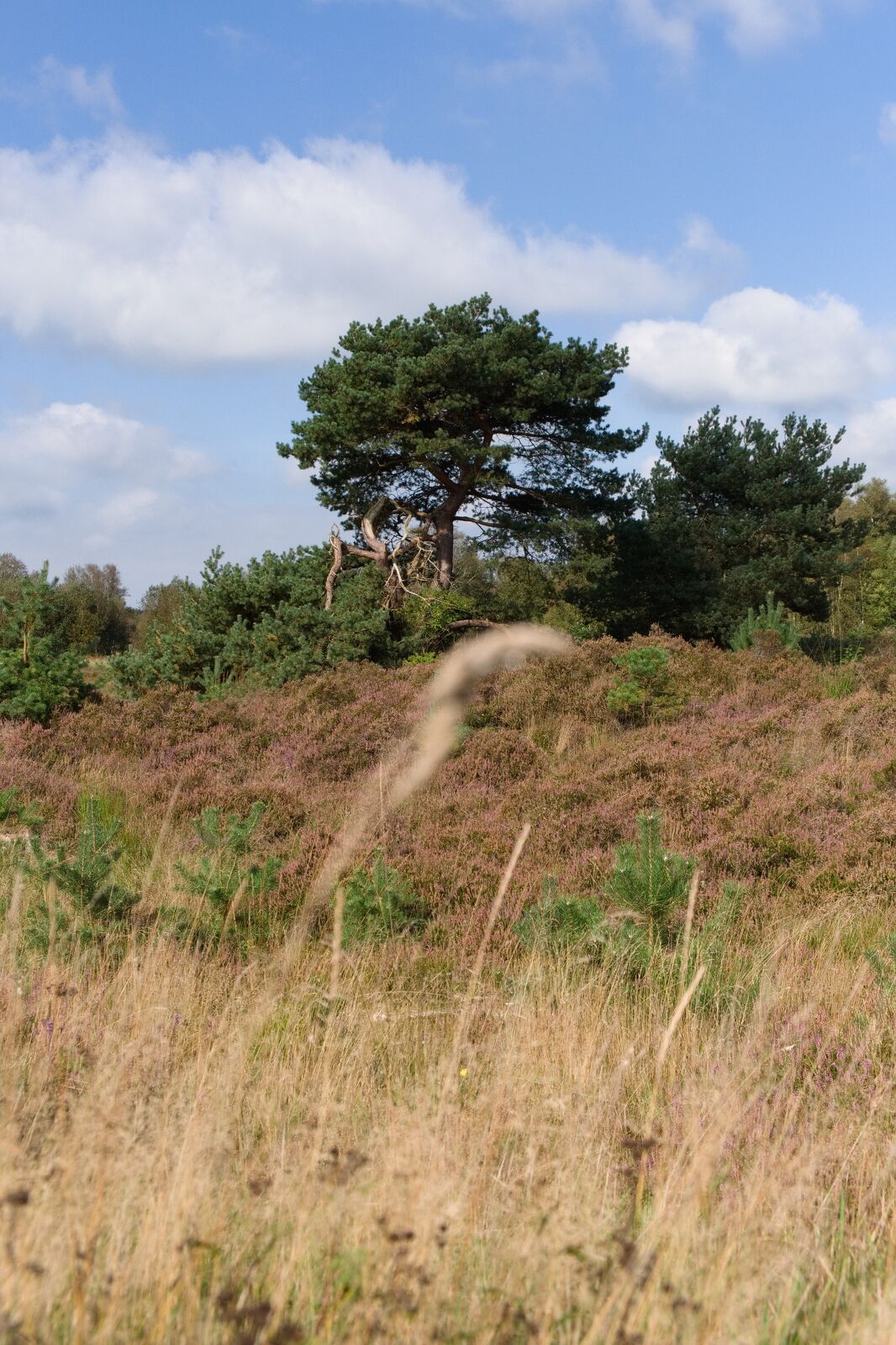 DSCF8667.jpg