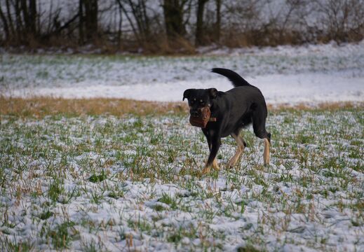 Gassi 08.01.2022