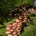 DSCF9582