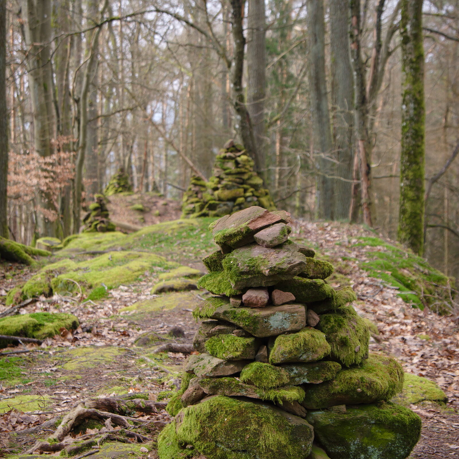 DSCF1451