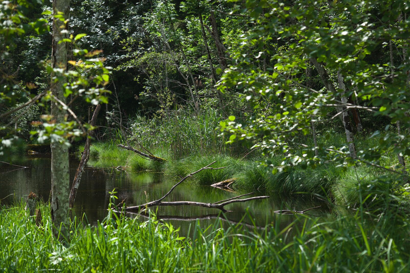 DSCF1606.jpg