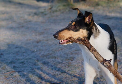 Gassi 02.02.2025
