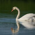 DSCF4365.jpg