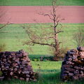 DSCF4378.jpg