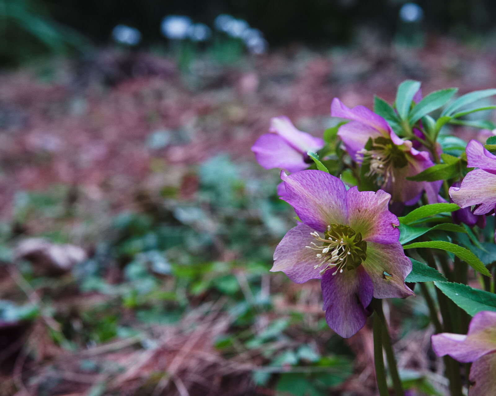 DSCF3763.jpg