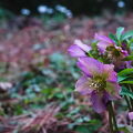 DSCF3763.jpg