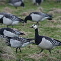 DSCF9458.jpg
