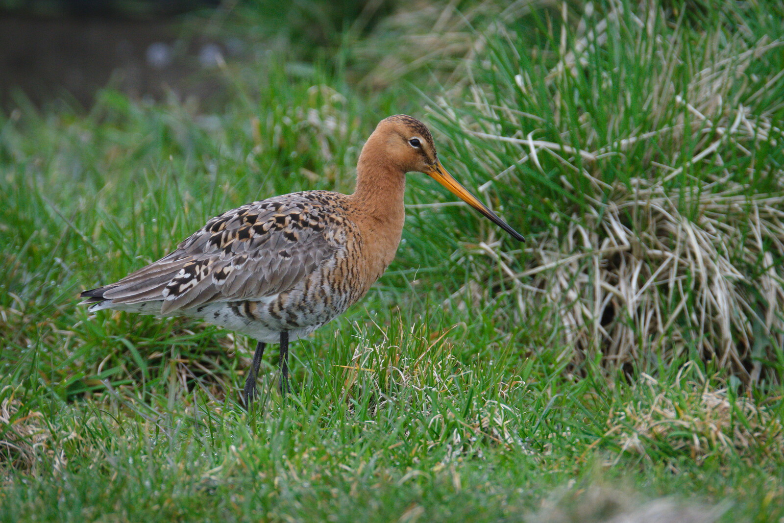 DSCF9481.jpg