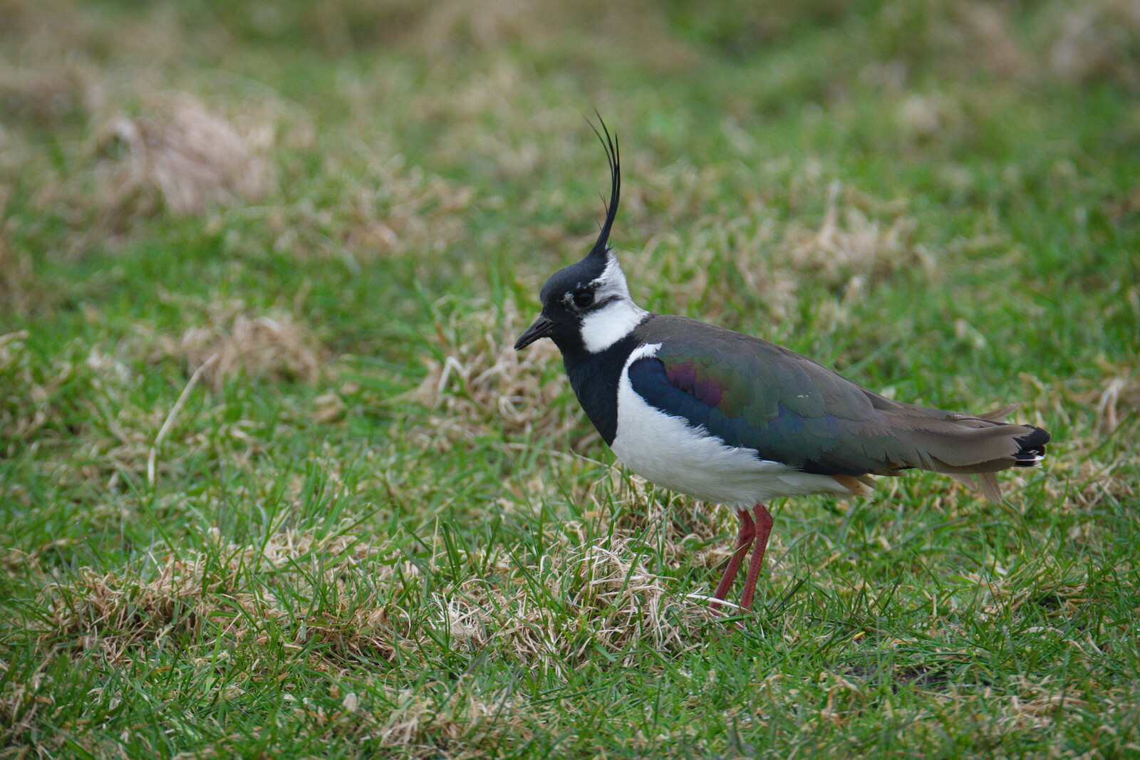 DSCF9493.jpg
