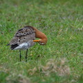 DSCF9511.jpg