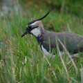 DSCF9603.jpg