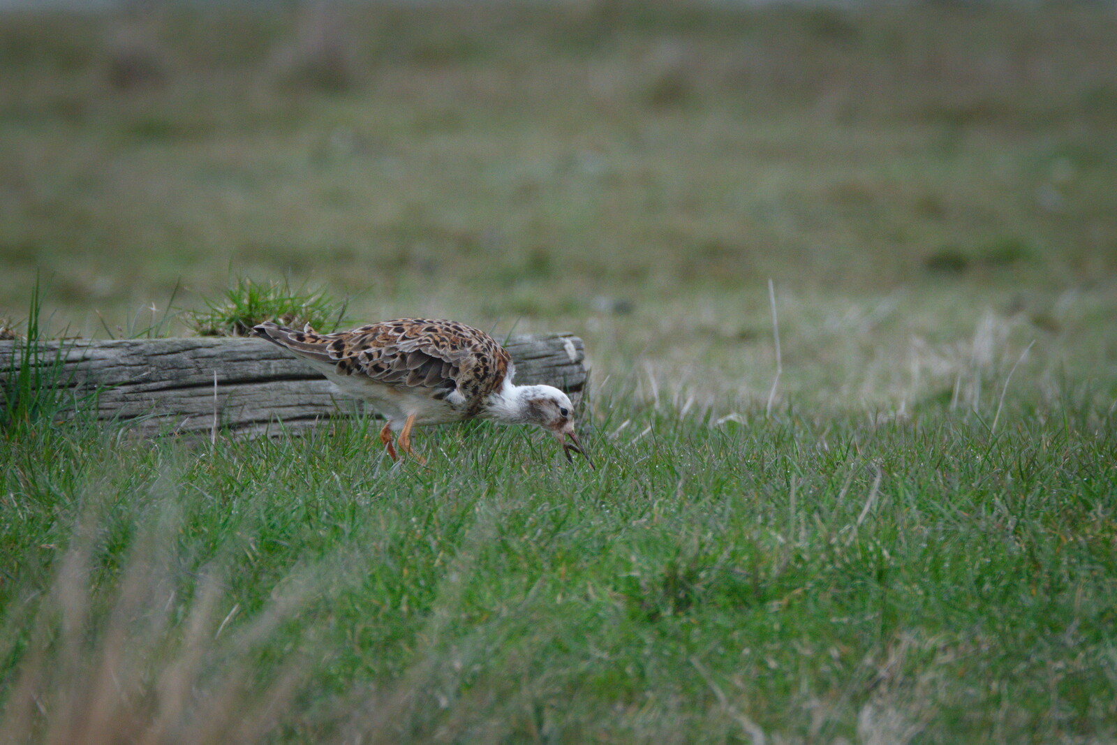 DSCF9618.jpg