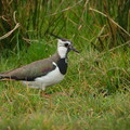 DSCF9669.jpg