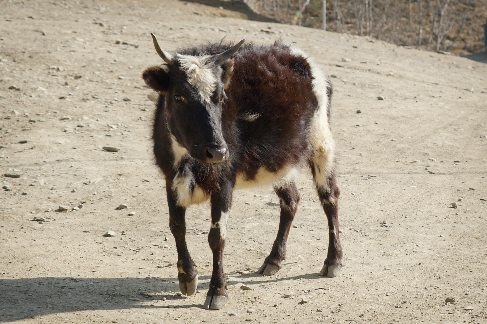 DSCF8937.jpg