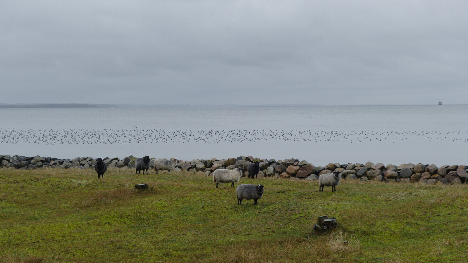 DSCF8595.jpg